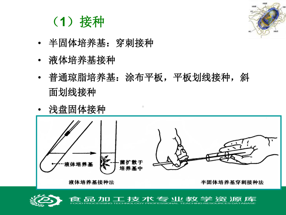 微生物的分离纯化课件.ppt_第3页