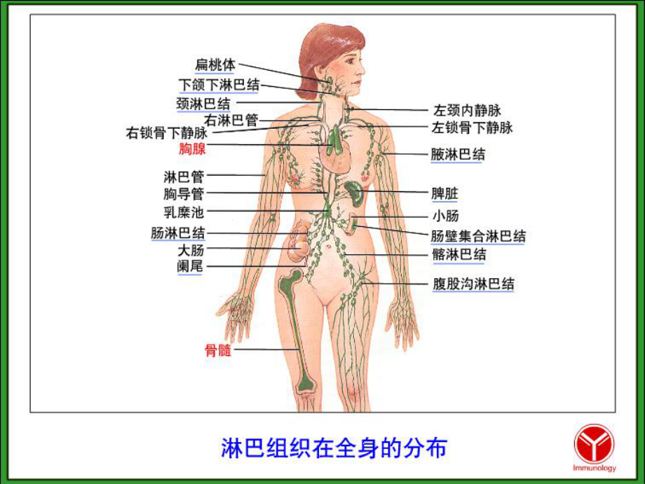 护理微生物学第三十五章免疫系统课件.ppt_第3页