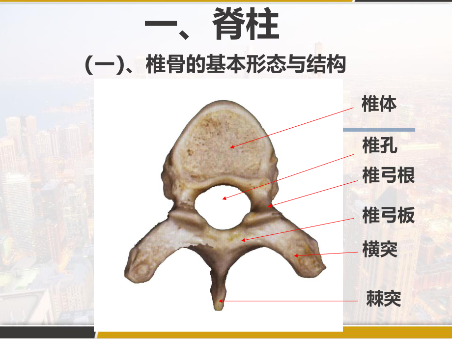 脊柱解剖图(颈胸腰椎)第一部分-课件.pptx_第2页