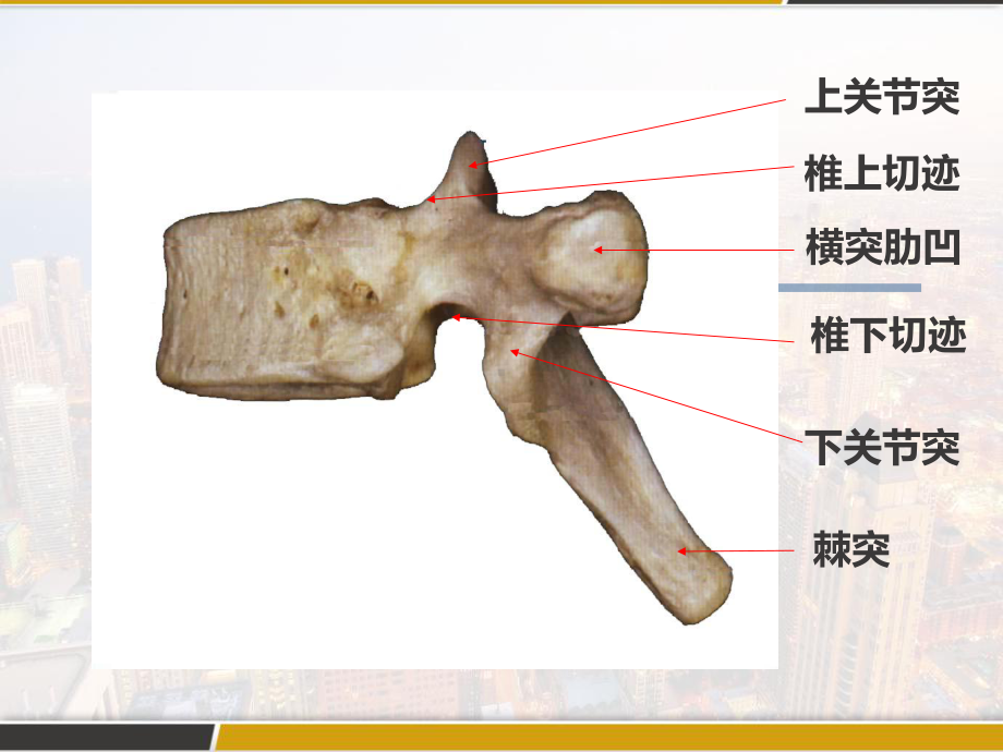 脊柱解剖图(颈胸腰椎)第一部分-课件.pptx_第3页