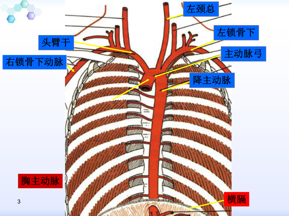 主动脉夹层护理查房课件-2.ppt_第3页