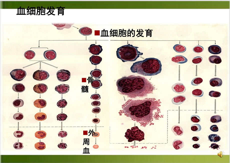 血液细胞分析的临床应用示范课件.ppt_第3页