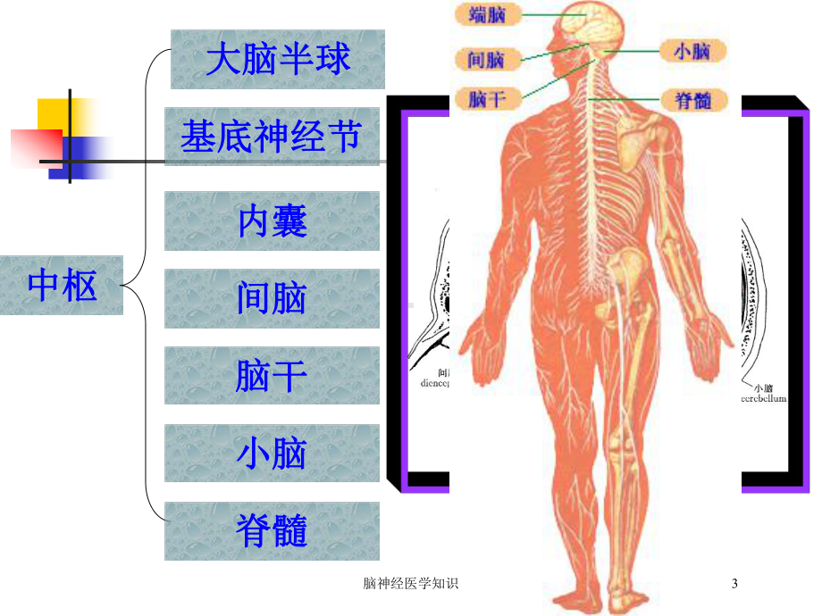 脑神经医学知识培训课件.ppt_第3页