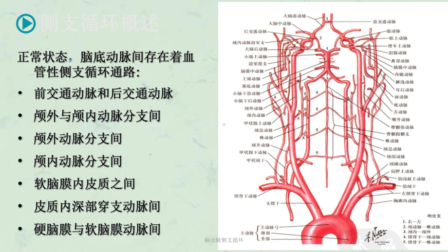 脑动脉侧支循环课件.ppt_第3页