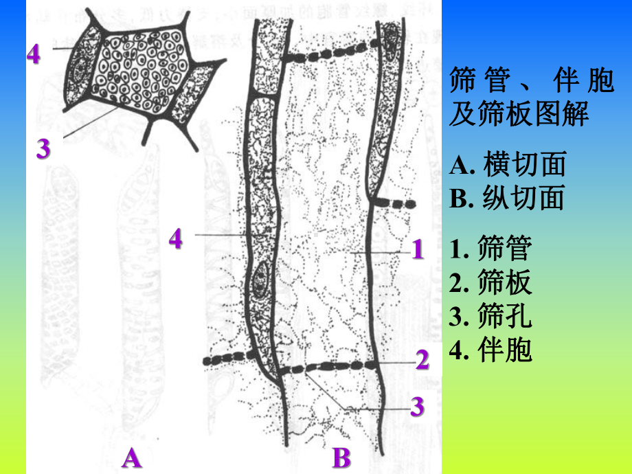 植物生理学课件-05植物同化物的运输-.ppt_第3页