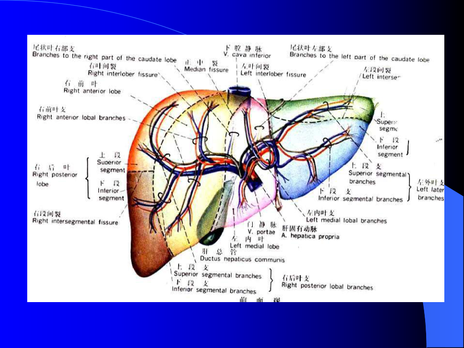 腹部CT正常表现和常见病CT主题讲座课件.ppt_第3页