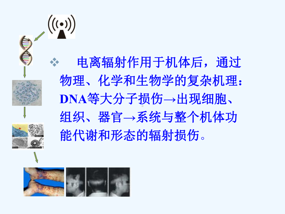 辐射与造血系统损伤课件.ppt_第2页