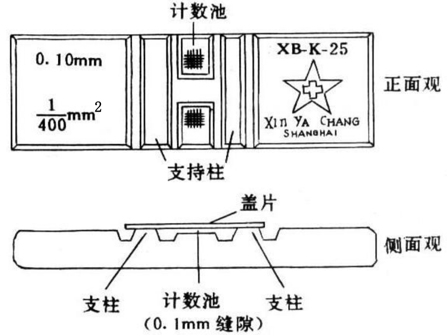 血液学一般检验二节课件.pptx_第3页