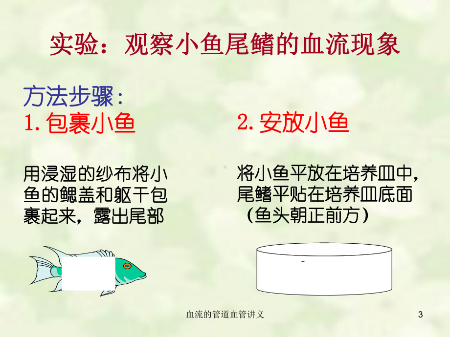 血流的管道血管讲义培训课件.ppt_第3页