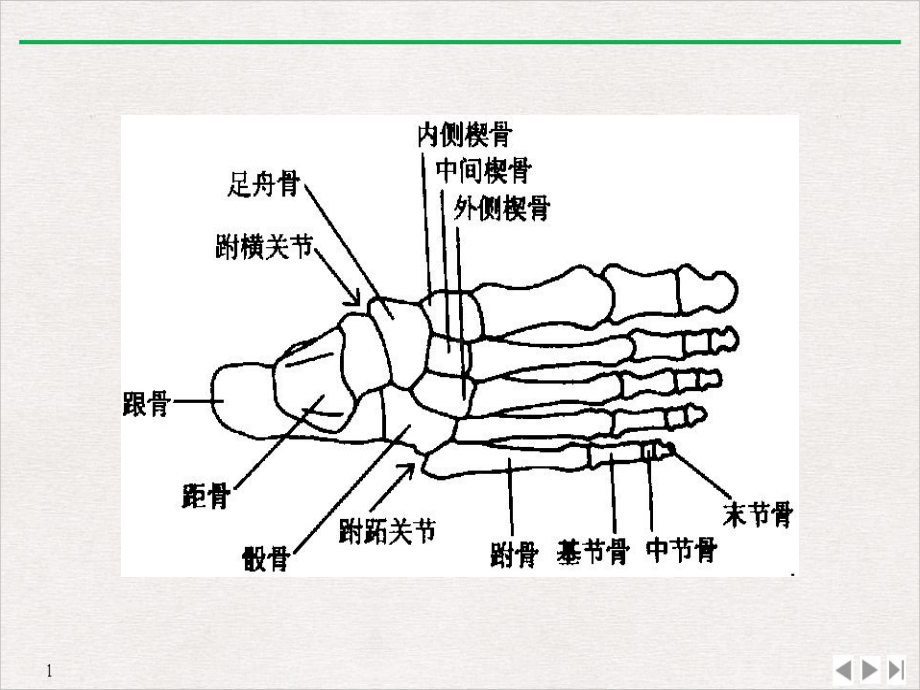 踝足解剖讲课课件.pptx_第3页