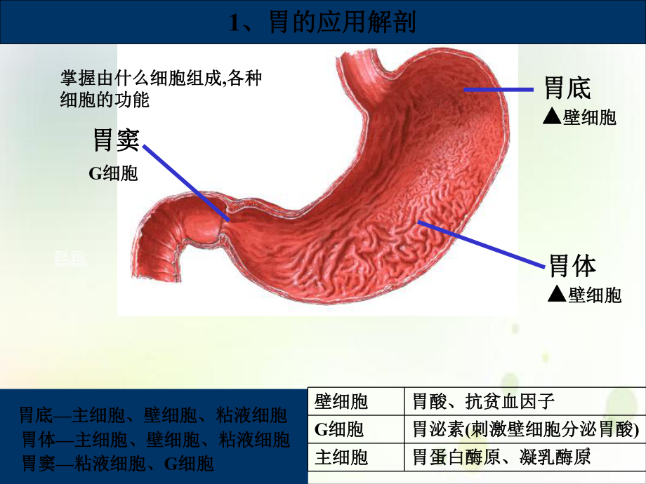 胃肠阑尾腹伤腹炎疝示范课件.ppt_第3页