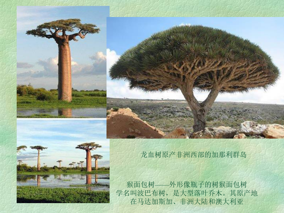 丰富多彩的生物世界课件.ppt_第2页