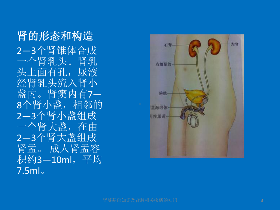 肾脏基础知识及肾脏相关疾病的知识课件.pptx_第3页