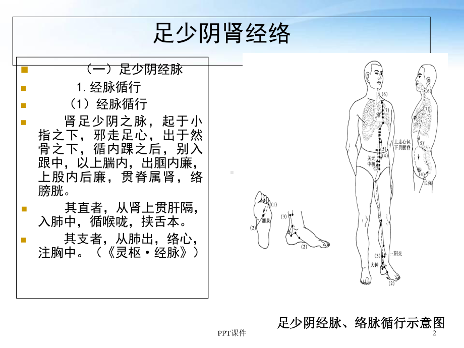 足少阴肾经-课件.ppt_第2页