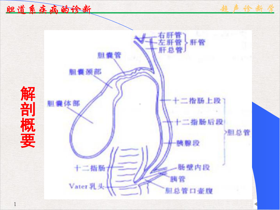 超声诊断学胆道(版)课件.pptx_第3页