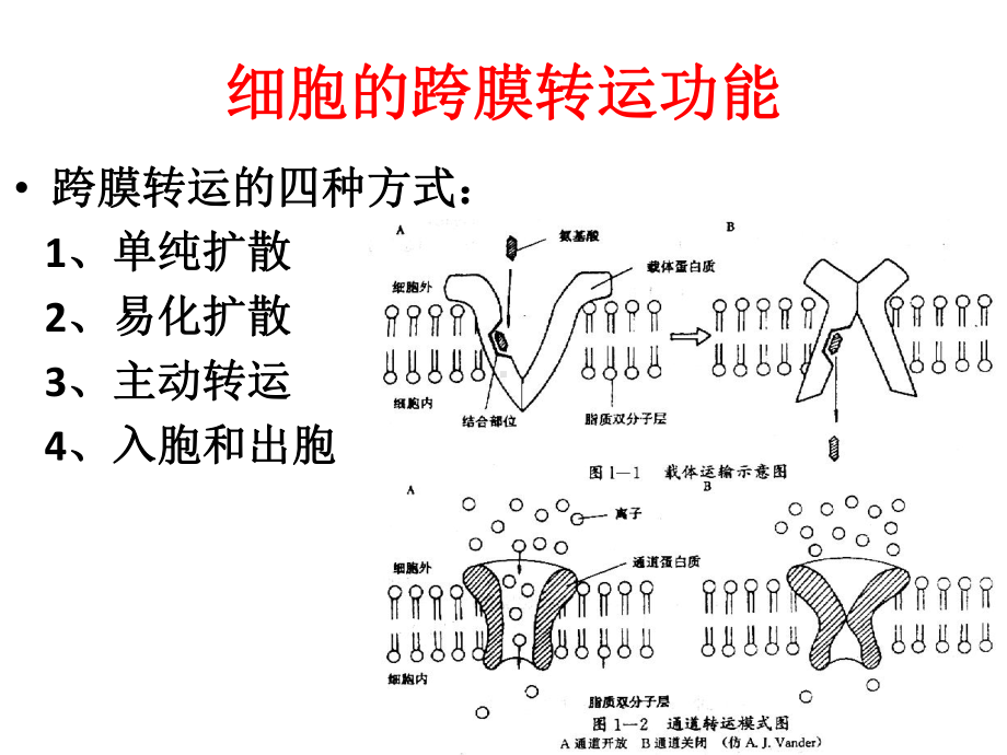 生理学串讲总结课件.ppt_第3页