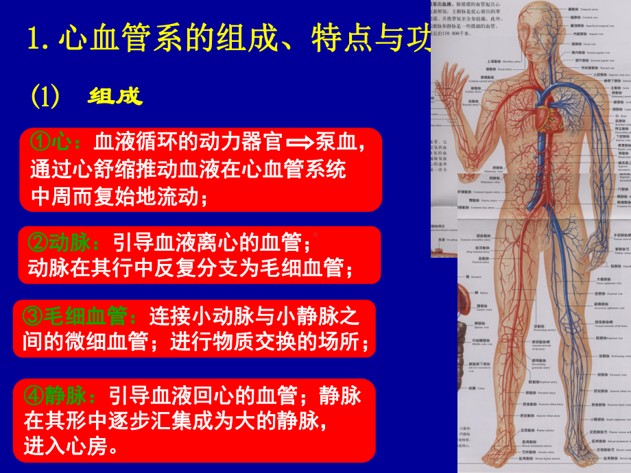 心血管系统医学课件.ppt_第3页