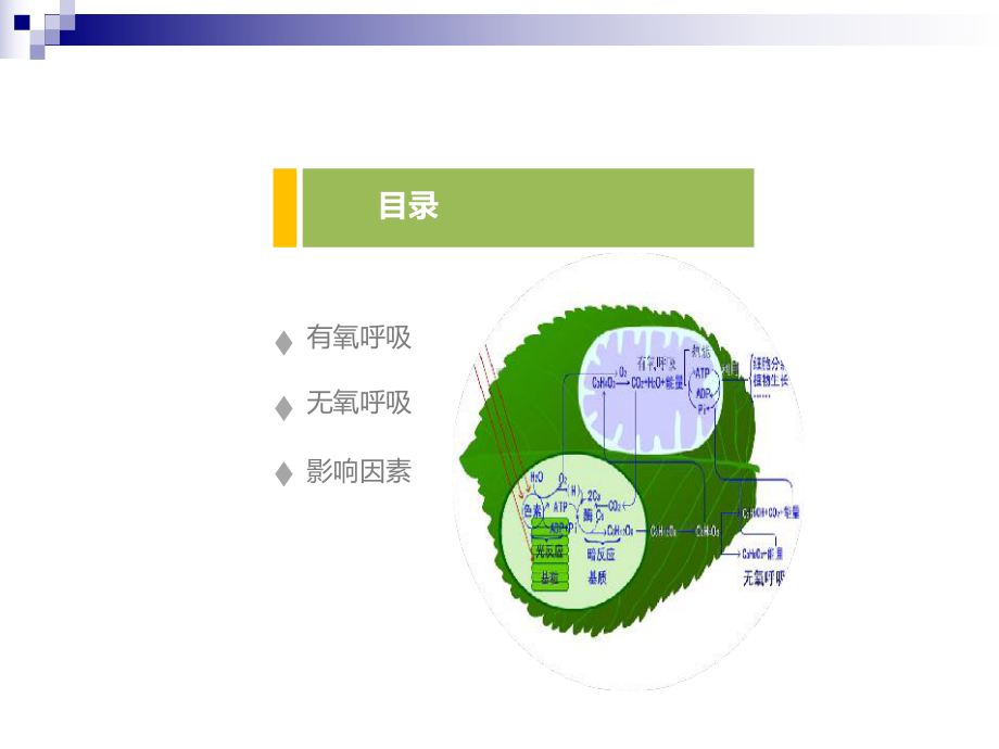 苏教版必修一-细胞呼吸-课件(20张).ppt_第2页