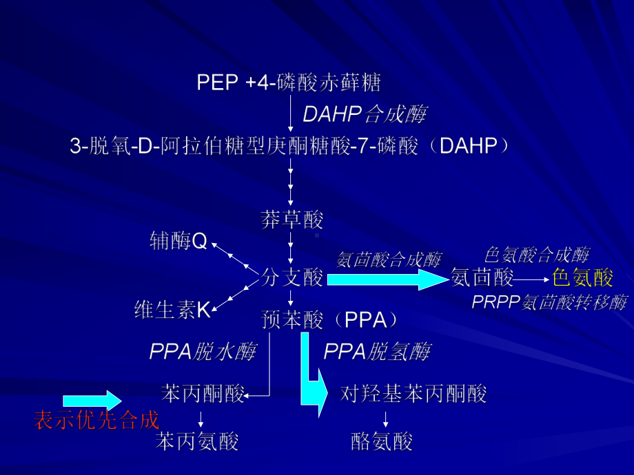 微生物工程第五章氨基酸发酵机制(四五六)课件.ppt_第2页