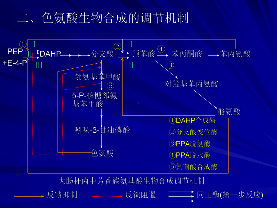 微生物工程第五章氨基酸发酵机制(四五六)课件.ppt_第3页