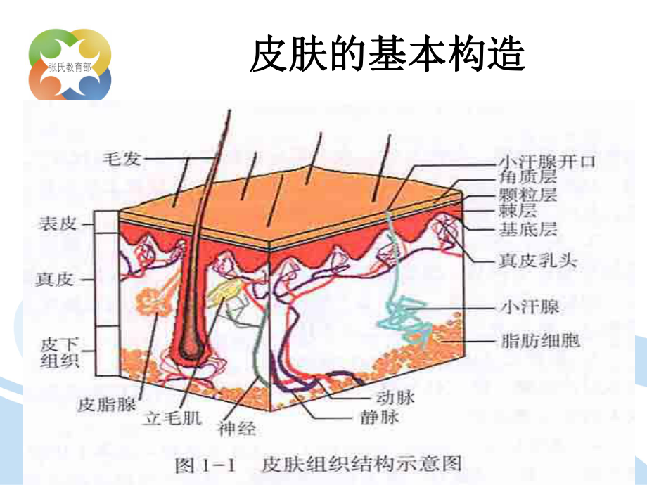 皮肤学：基础知识课件.ppt_第2页