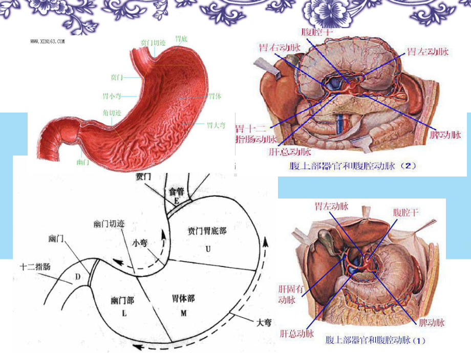 胃癌围手术期的护理全面版课件.ppt_第3页