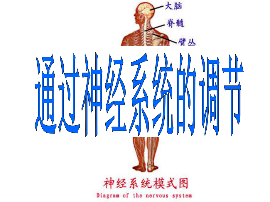 神经--省级示范性高中所用教学课件.ppt_第1页