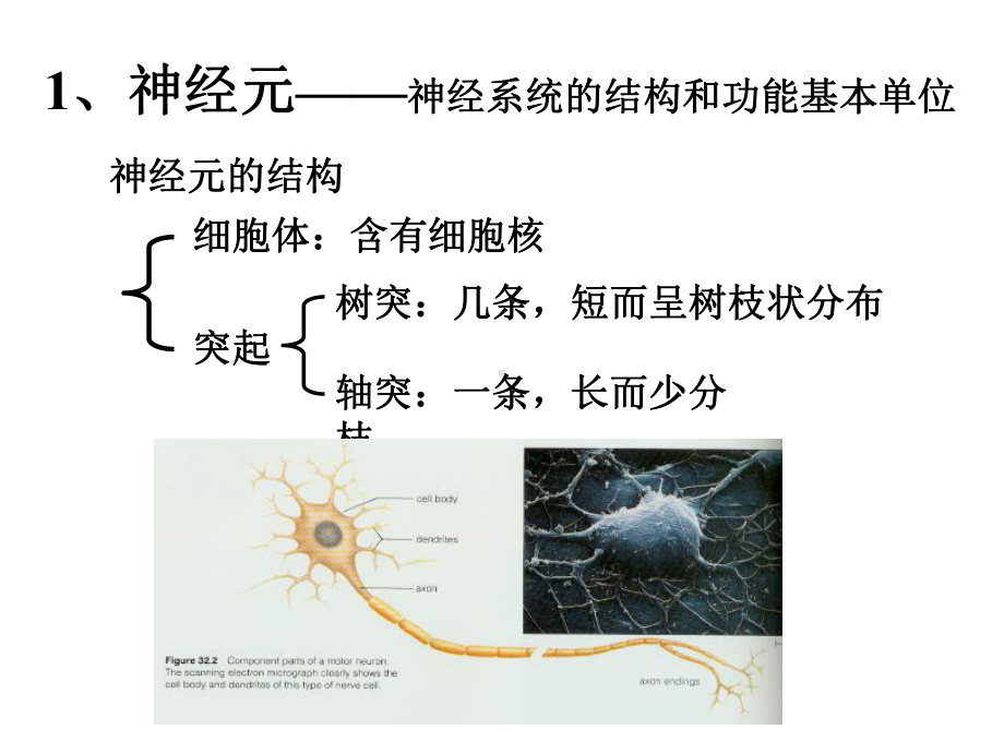 神经--省级示范性高中所用教学课件.ppt_第2页