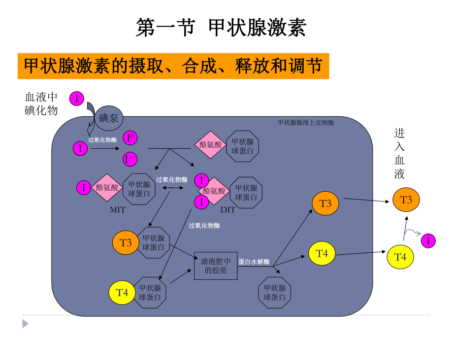 药理学-抗甲状腺素药课件.pptx_第2页