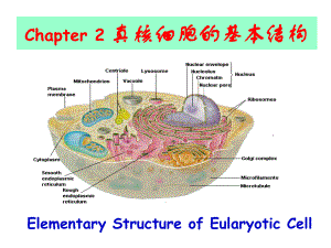 真核细胞的基本结构课件.ppt