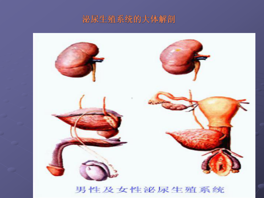 膀胱冲洗的护理课件.pptx_第2页