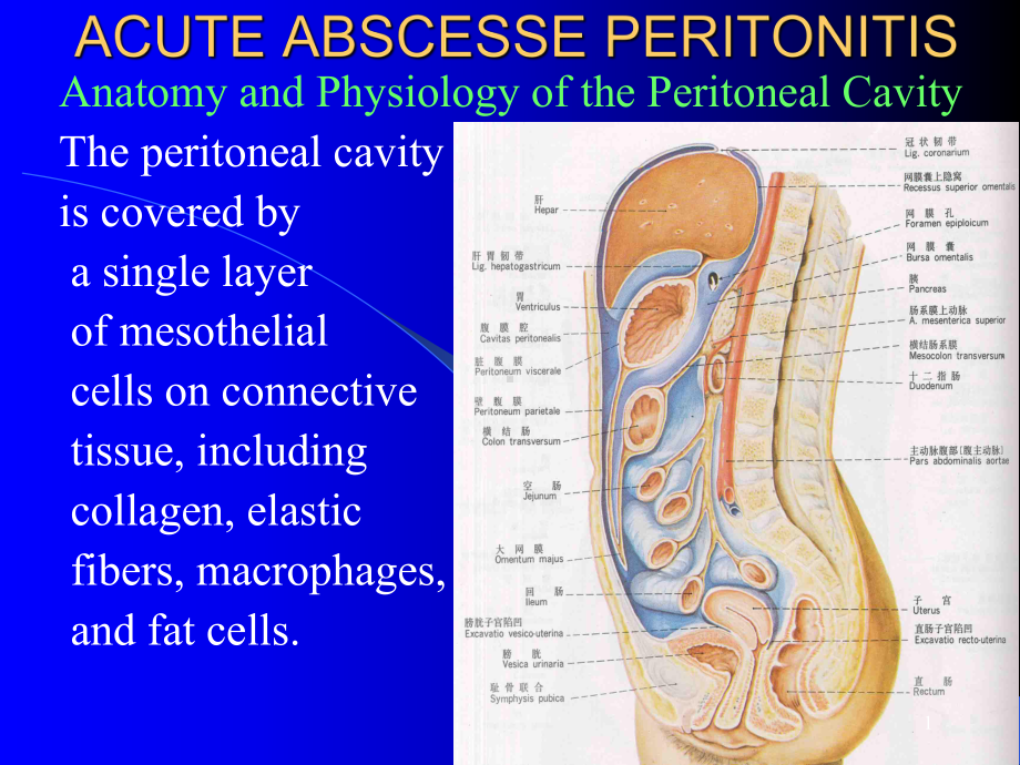 腹膜炎腹腔脓肿课件.ppt_第1页