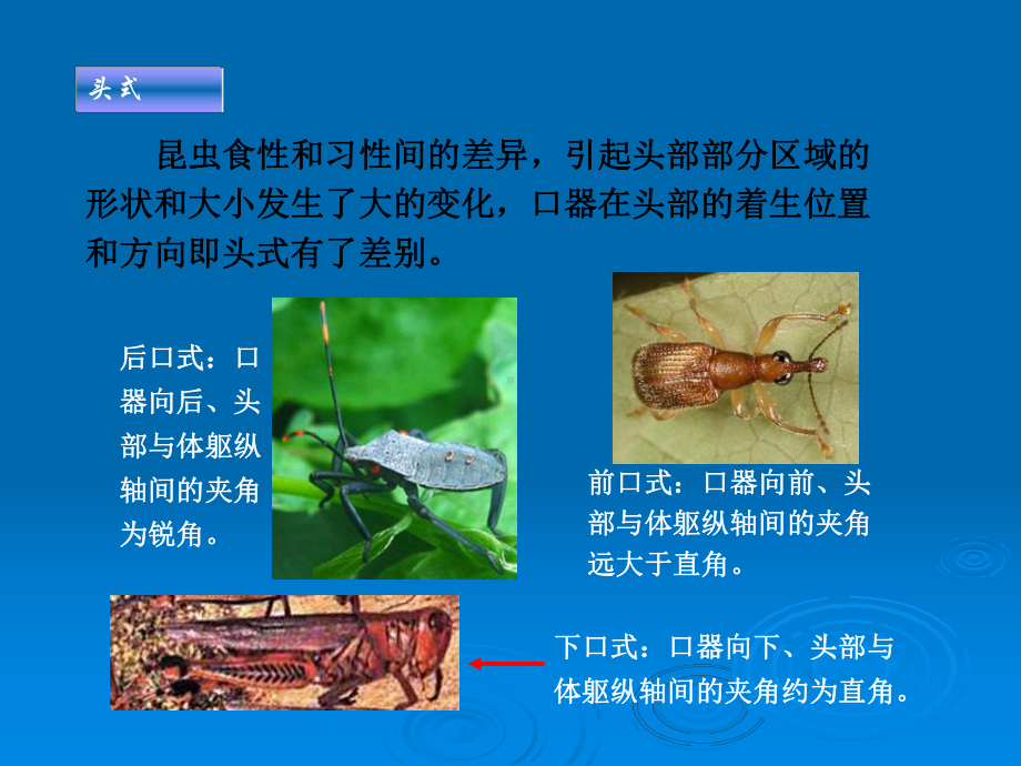 昆虫的各种器官-课件.ppt_第2页