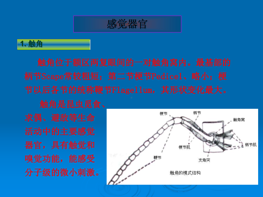 昆虫的各种器官-课件.ppt_第3页