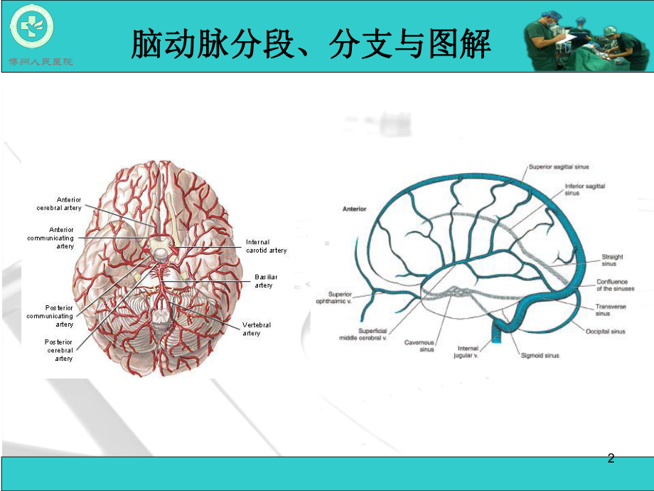 脑动脉解剖与CT重建D参考课件.ppt_第2页