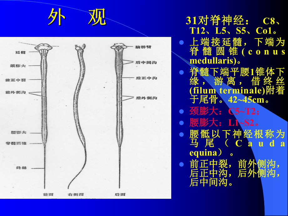 脊髓疾病医大课件.ppt_第3页