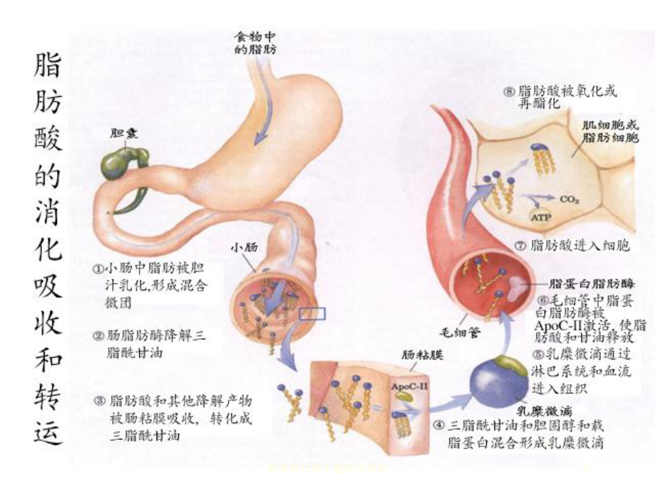 脂类的代谢主题医学知识培训课件.ppt_第3页