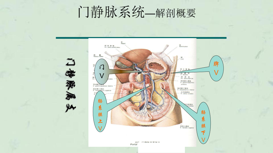 门脉系统解剖及门脉高压病理生理课件.ppt_第3页