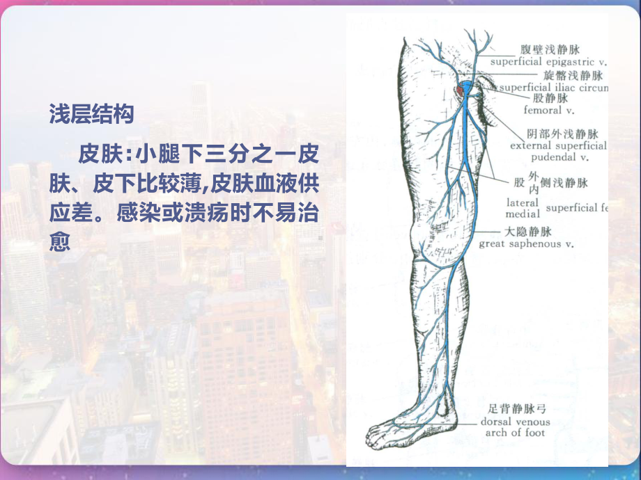 足踝部解剖讲课-课件.pptx_第3页