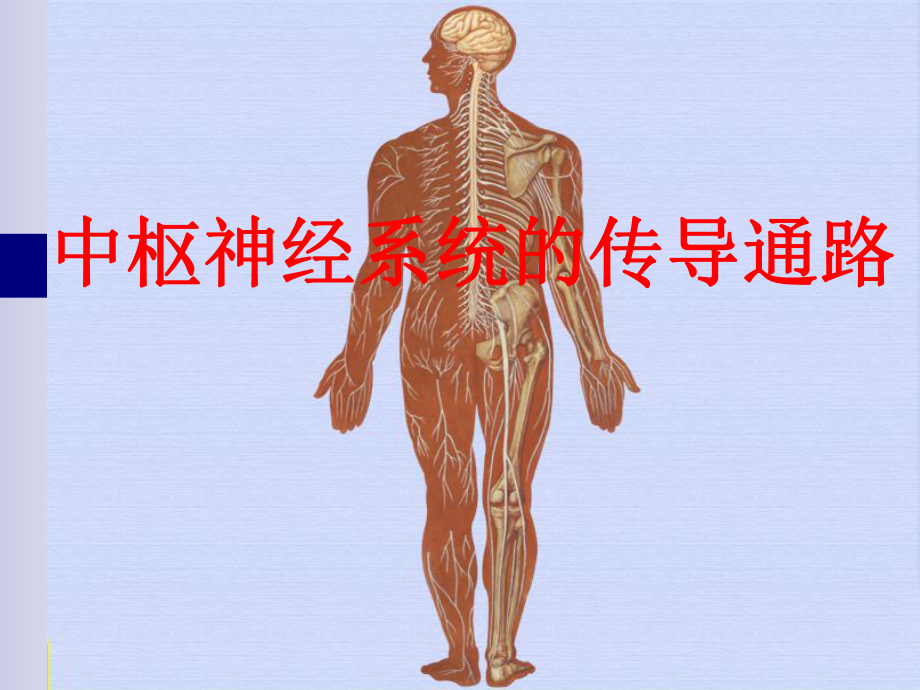 人体解剖中枢神经系统的传导通路传导路课件.ppt_第1页