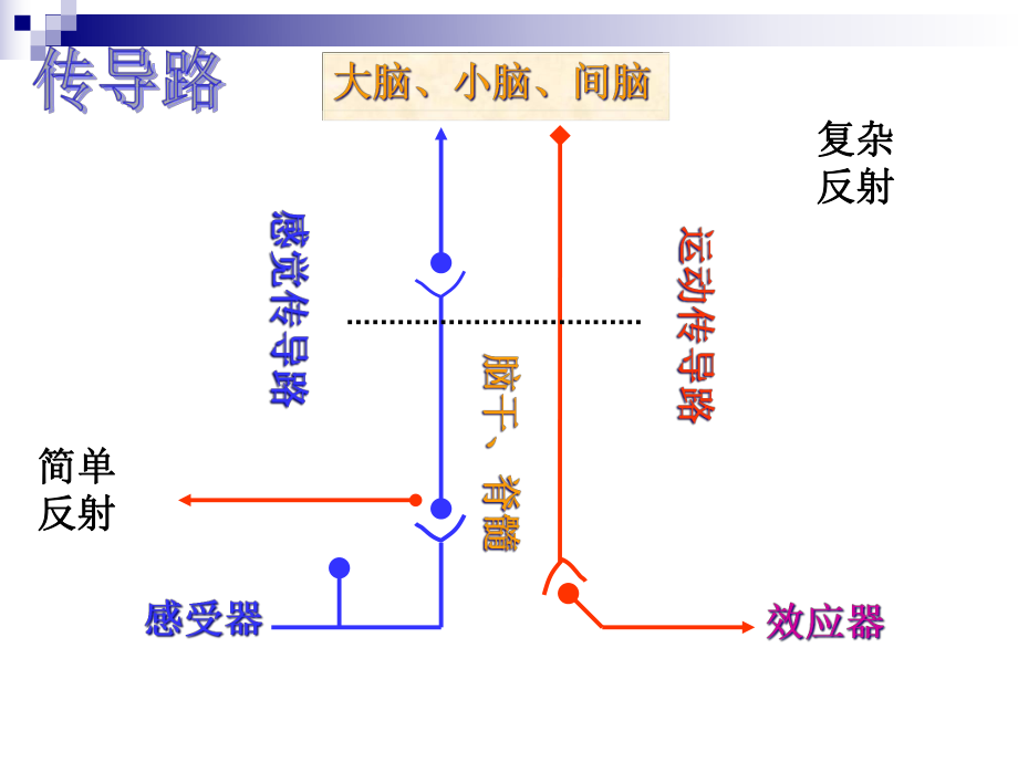 人体解剖中枢神经系统的传导通路传导路课件.ppt_第3页