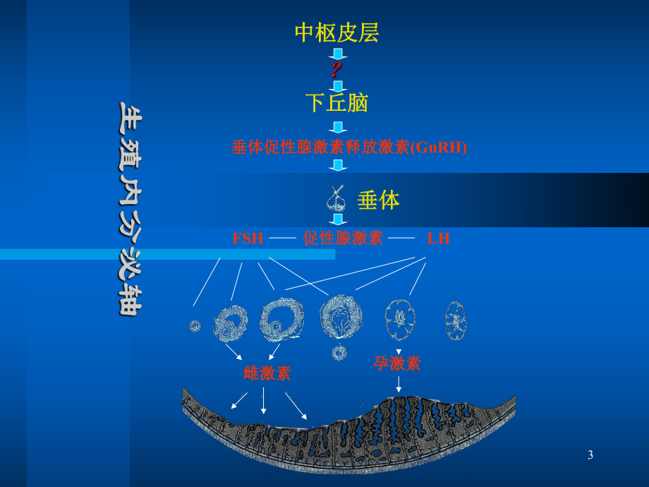 辅助生育促排卵治疗培训课件.ppt_第3页