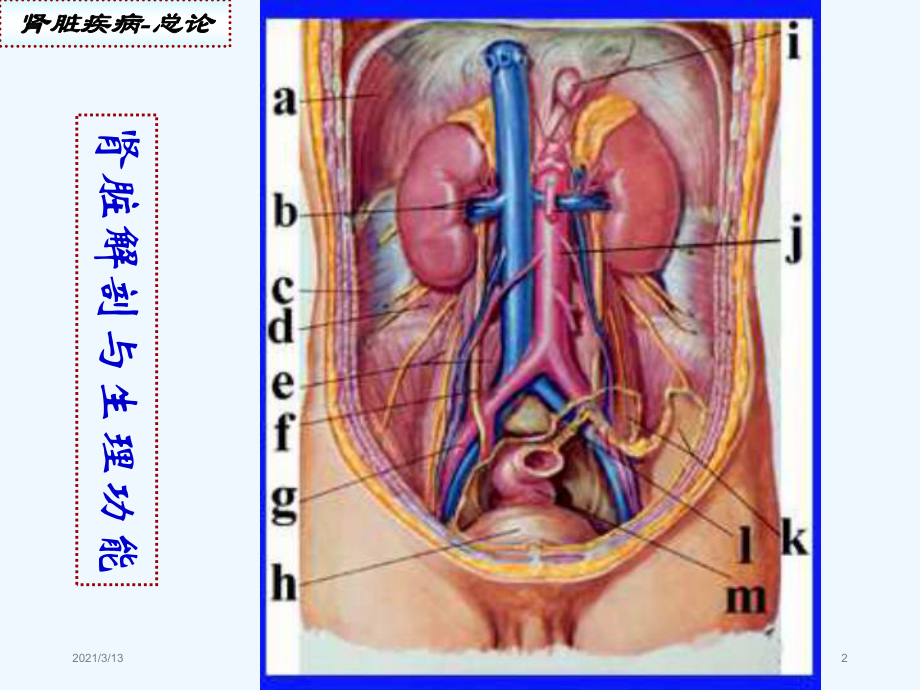 肾脏疾病概述课件.ppt_第2页