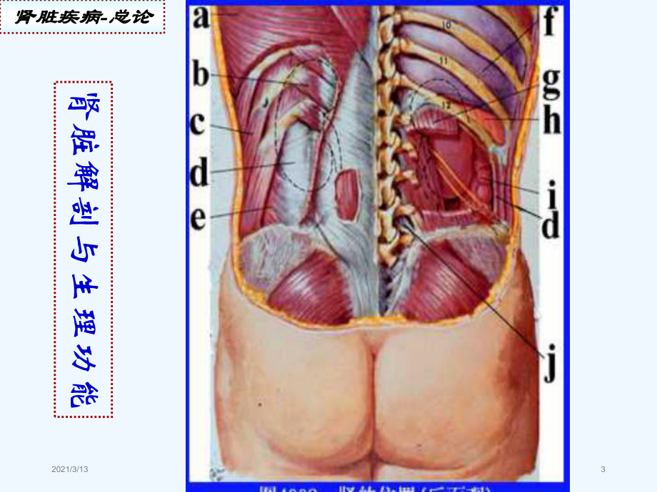 肾脏疾病概述课件.ppt_第3页