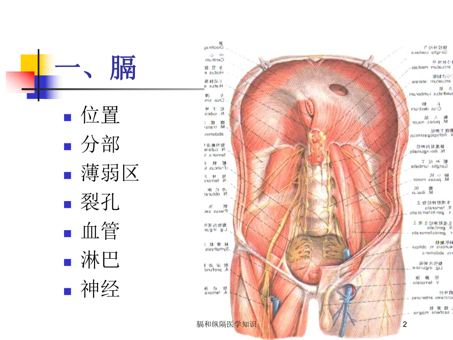 膈和纵隔医学知识培训课件.ppt_第2页