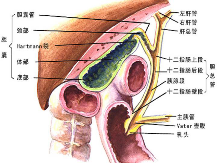 胆石病和胆道感染课件.ppt_第3页