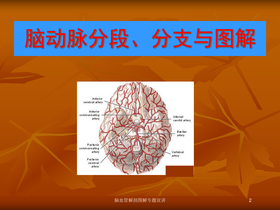 脑血管解剖图解专题宣讲培训课件.ppt_第2页