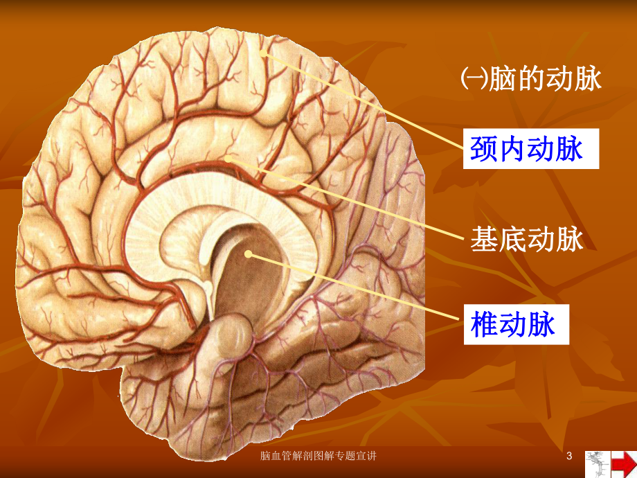 脑血管解剖图解专题宣讲培训课件.ppt_第3页