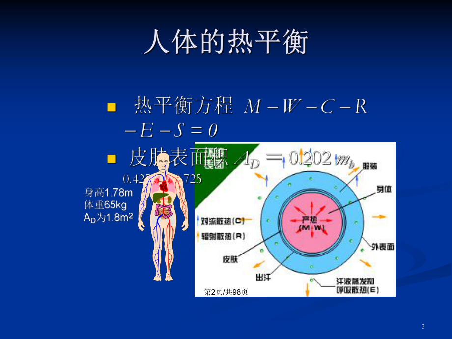 人体反应-学习教案课件.pptx_第3页