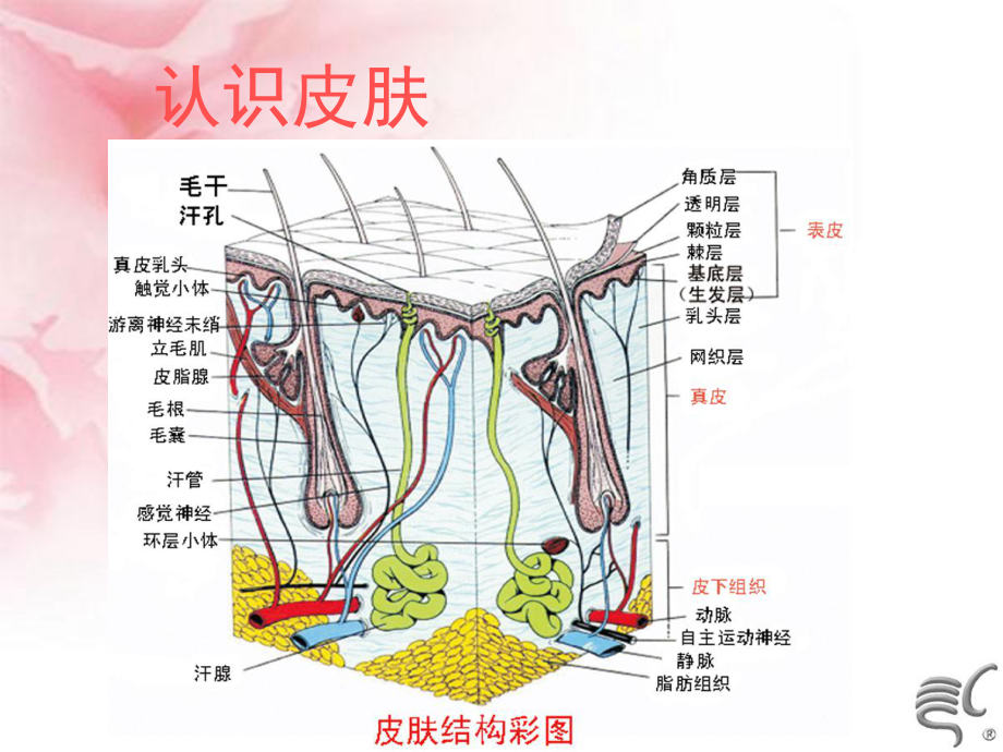 美容产品展示课件.ppt_第3页